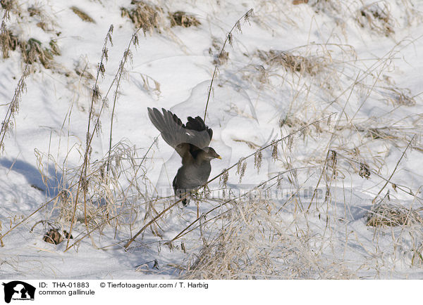 Teichhuhn / common gallinule / THA-01883