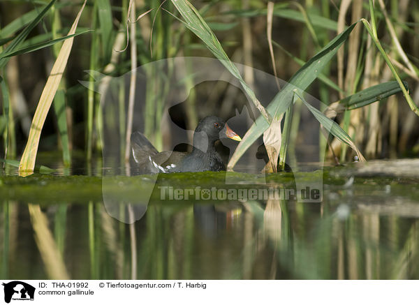 Teichhuhn / common gallinule / THA-01992