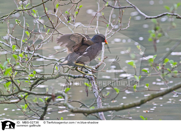 Teichhuhn / common gallinule / MBS-02736