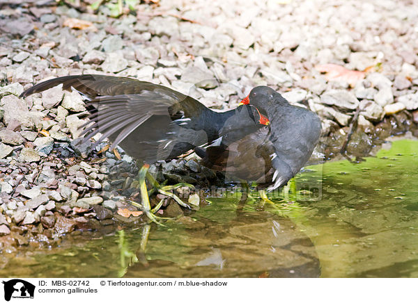 Teichhhner / common gallinules / MBS-02742