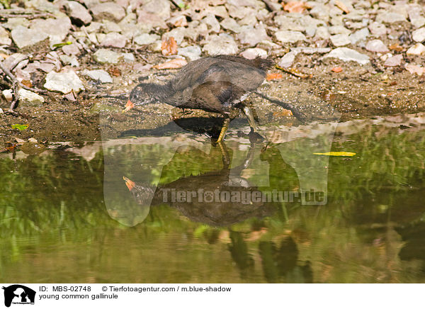 junges Teichhuhn / young common gallinule / MBS-02748