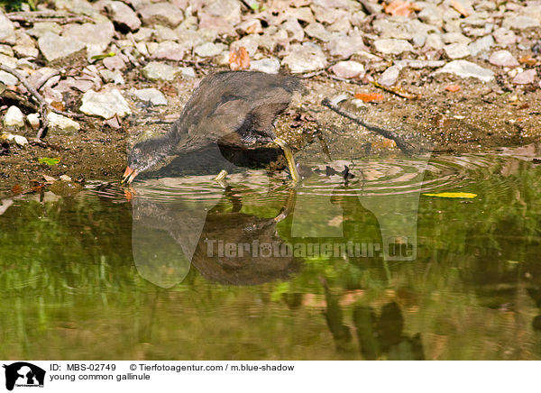 junges Teichhuhn / young common gallinule / MBS-02749