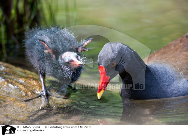 Teichhhner / common gallinules / MAZ-02254