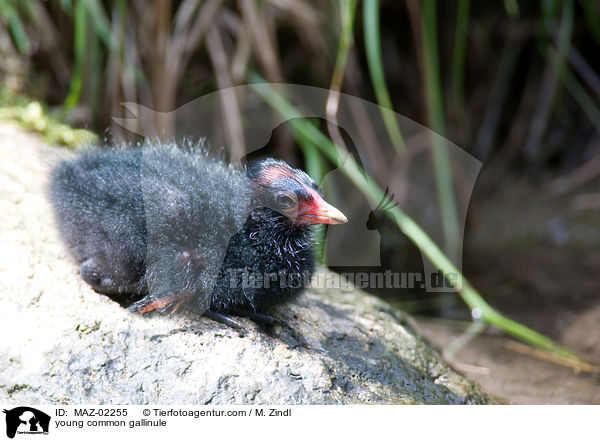 junges Teichhuhn / young common gallinule / MAZ-02255
