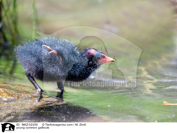 junges Teichhuhn / young common gallinule / MAZ-02256