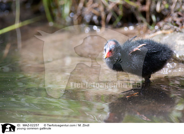 junges Teichhuhn / young common gallinule / MAZ-02257