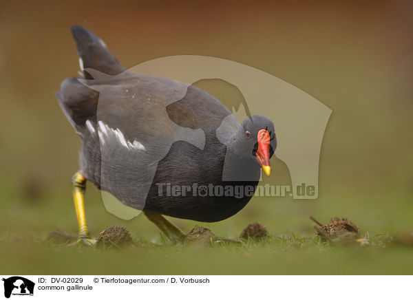 Teichhuhn / common gallinule / DV-02029