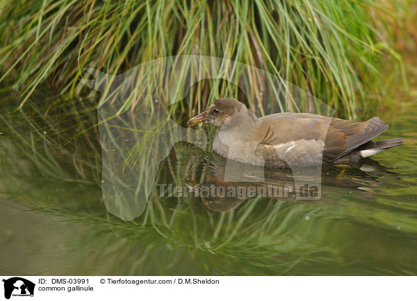 Teichhuhn / common gallinule / DMS-03991