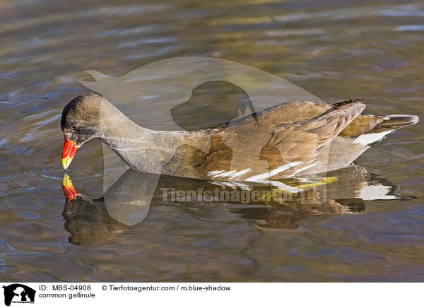 Teichhuhn / common gallinule / MBS-04908