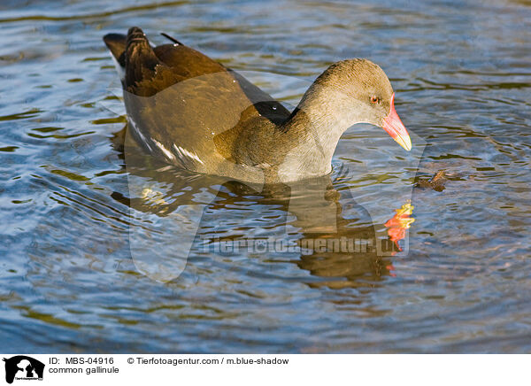 Teichhuhn / common gallinule / MBS-04916