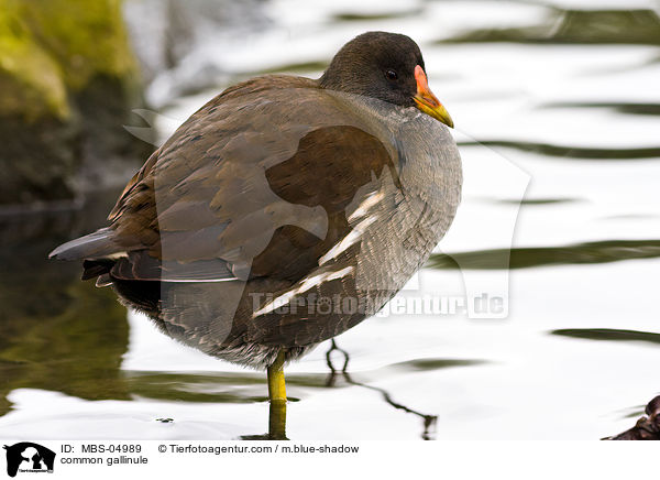 Teichhuhn / common gallinule / MBS-04989