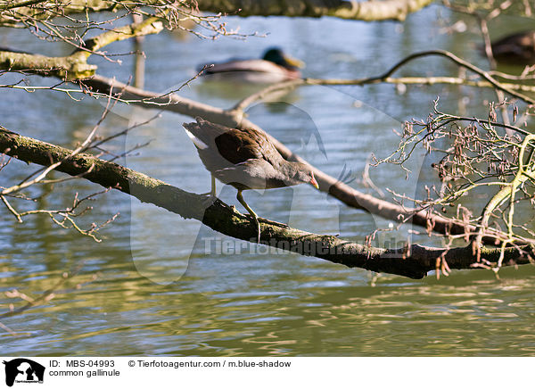 common gallinule / MBS-04993