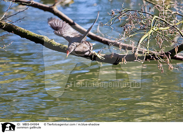 Teichhuhn / common gallinule / MBS-04994