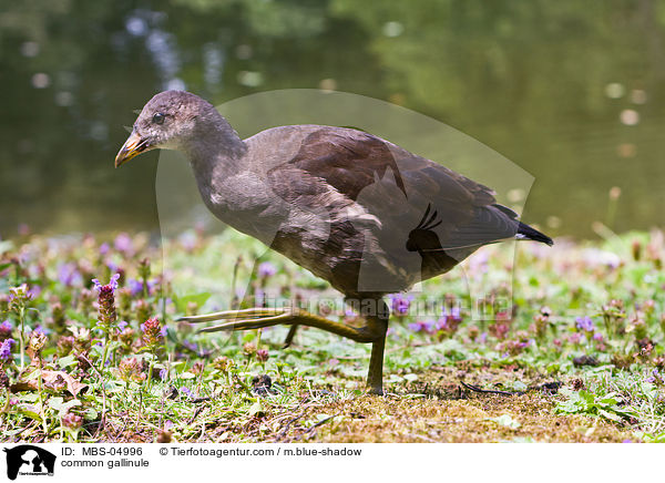 Teichhuhn / common gallinule / MBS-04996