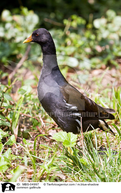 Teichhuhn / common gallinule / MBS-04997