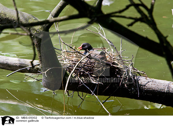 common gallinule / MBS-05002