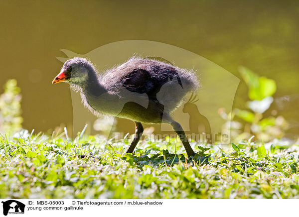 junges Teichhuhn / young common gallinule / MBS-05003