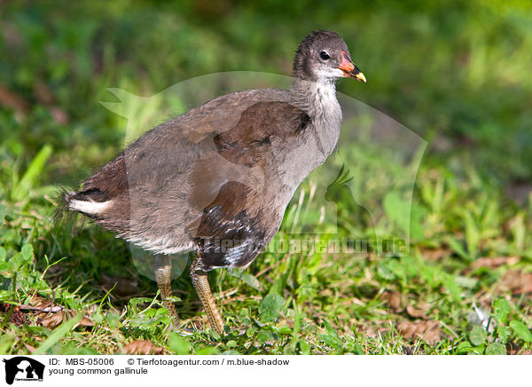 junges Teichhuhn / young common gallinule / MBS-05006