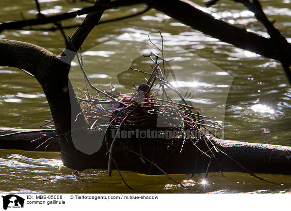 Teichhuhn / common gallinule / MBS-05008