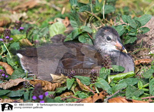 junges Teichhuhn / young common gallinule / MBS-05009