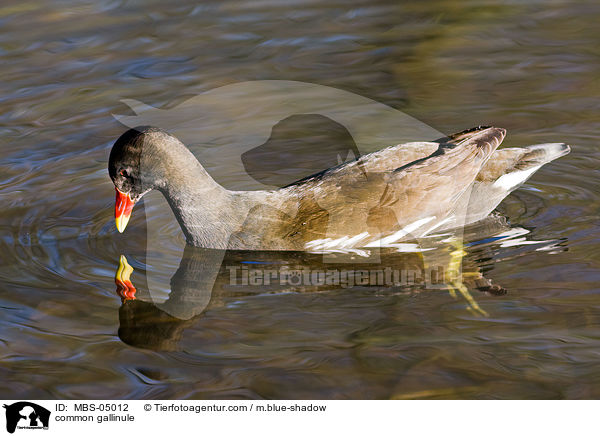 Teichhuhn / common gallinule / MBS-05012