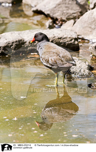 Teichhuhn / common gallinule / MBS-05014