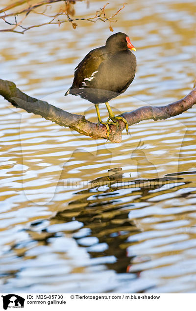 Teichhuhn / common gallinule / MBS-05730