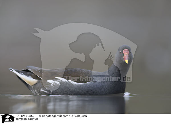 Teichhuhn / common gallinule / DV-02552