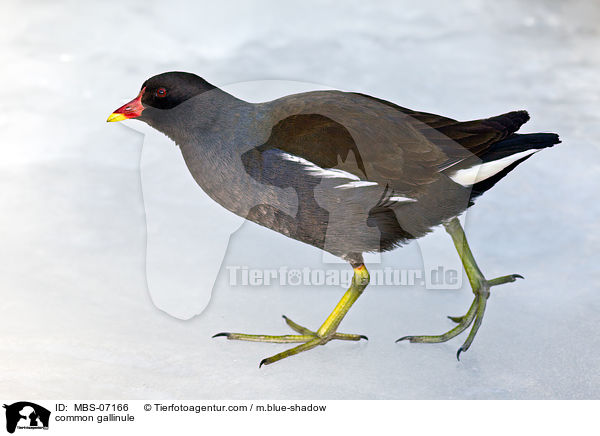 common gallinule / MBS-07166