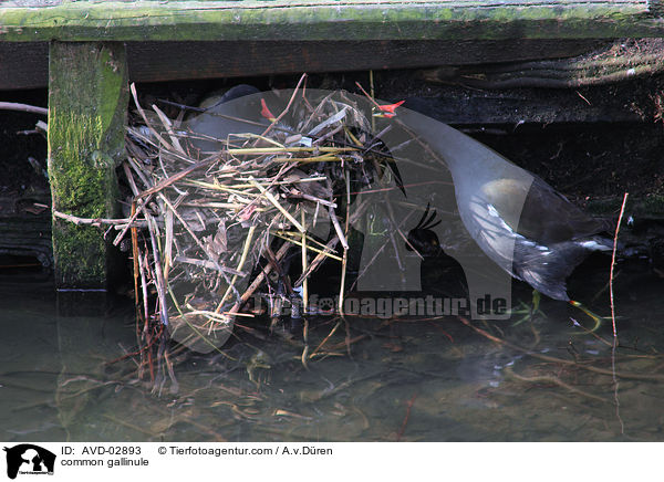 Teichhhner / common gallinule / AVD-02893