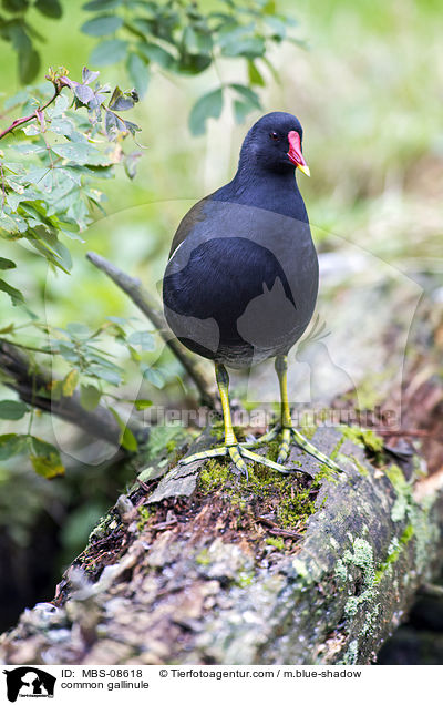 Teichhuhn / common gallinule / MBS-08618