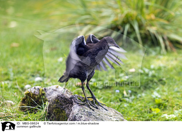 Teichhuhn / common gallinule / MBS-08624