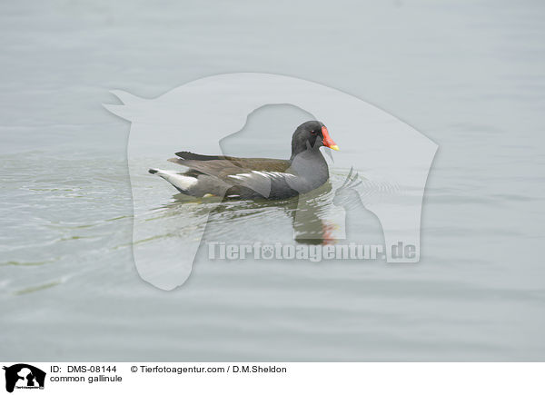 Teichhuhn / common gallinule / DMS-08144