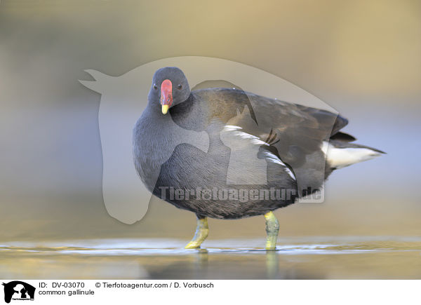 Teichhuhn / common gallinule / DV-03070