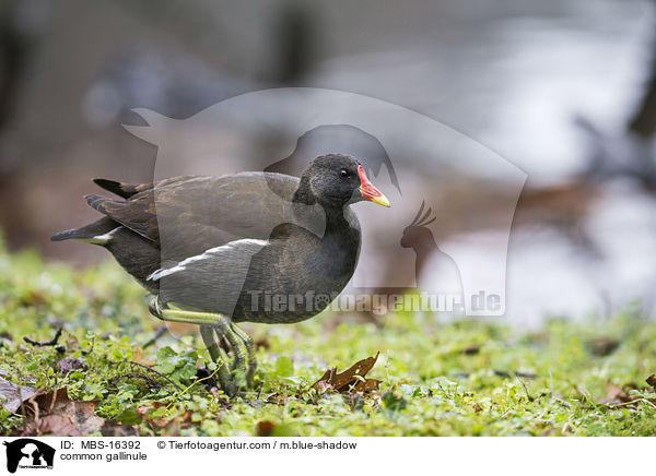 Teichhuhn / common gallinule / MBS-16392