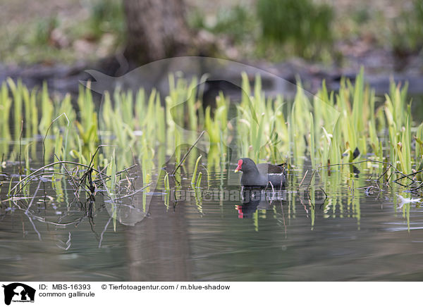 Teichhuhn / common gallinule / MBS-16393