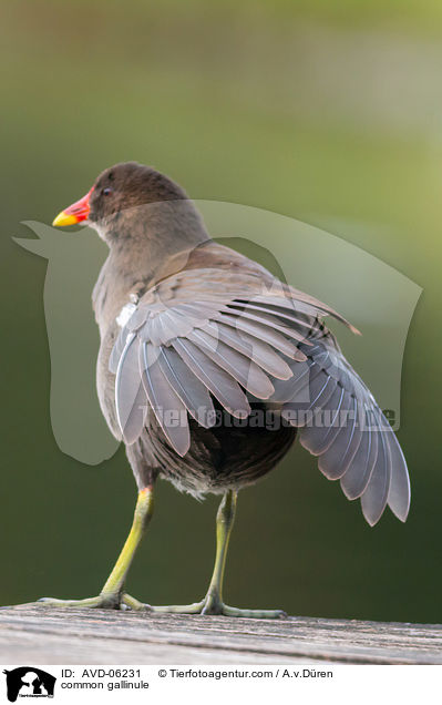 Teichhuhn / common gallinule / AVD-06231