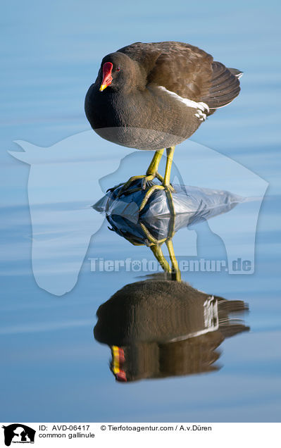 Teichhuhn / common gallinule / AVD-06417