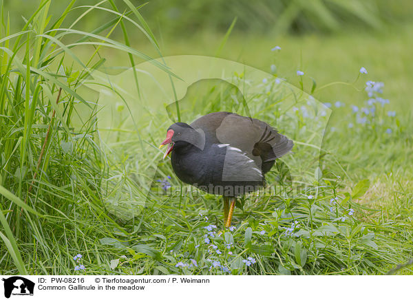 Teichhuhn in der Wiese / Common Gallinule in the meadow / PW-08216