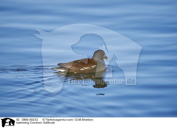 schwimmendes Teichhuhn / swimming Common Gallinule / DMS-09232