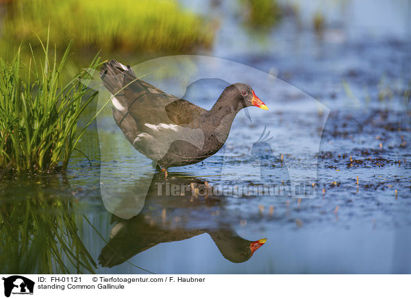 standing Common Gallinule / FH-01121