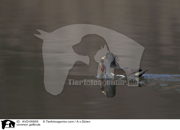 Teichhuhn / common gallinule / AVD-06806