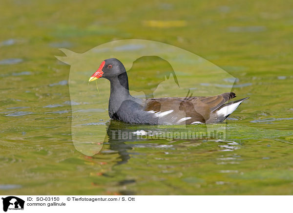 Teichhuhn / common gallinule / SO-03150