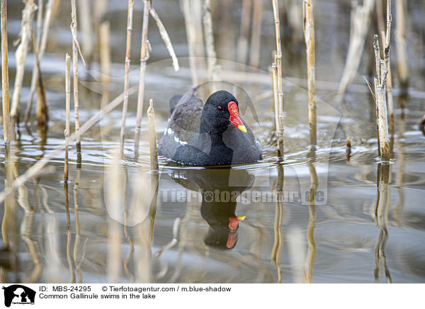Teichhuhn schwimmt im See / Common Gallinule swims in the lake / MBS-24295