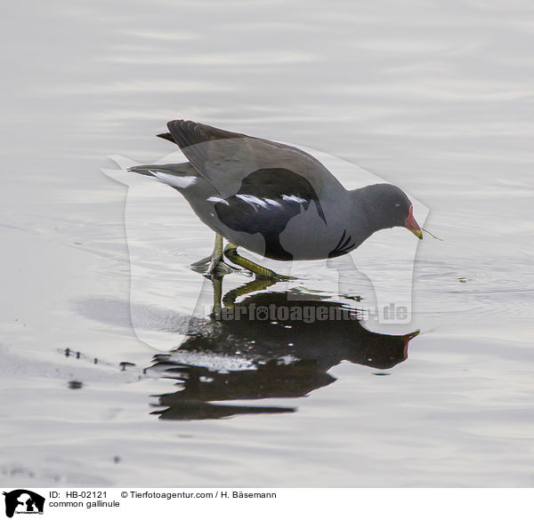 Teichhuhn / common gallinule / HB-02121