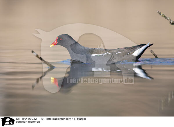 Teichralle / common moorhen / THA-09032