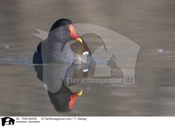 Teichralle / common moorhen / THA-09052