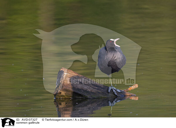 Teichhuhn / common gallinule / AVD-07327
