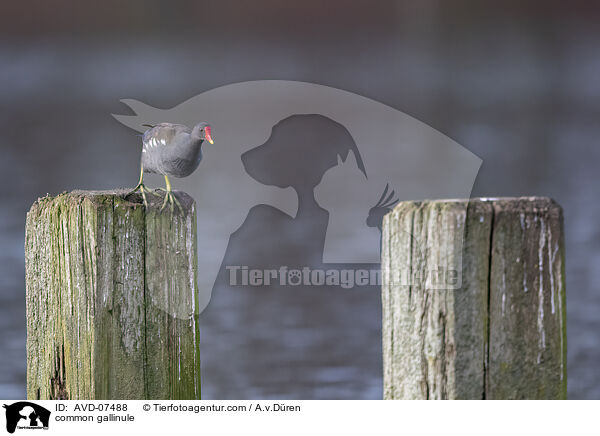 Teichhuhn / common gallinule / AVD-07488