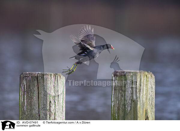 Teichhuhn / common gallinule / AVD-07491